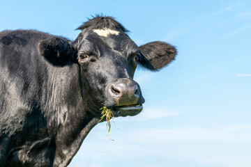 One cow chewing silly, black and white, eating blades of grass, looking naughty and blue background