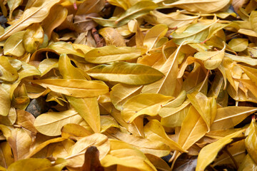 Beautiful and colorful background from autumn leaves