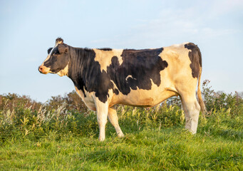 Sunset cow, black and white, standing on green field of grass in a pasture and with soft blue background