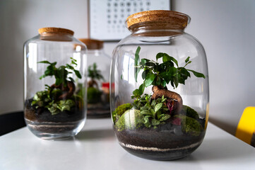 Small decoration plants in a glass bottle, garden terrarium bottle,  forest in a jar. Terrarium jar with piece of forest with self ecosystem. Save the earth concept. Bonsai, set of terrariums, jars