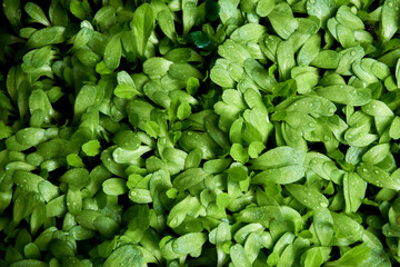 Green plants in near plan