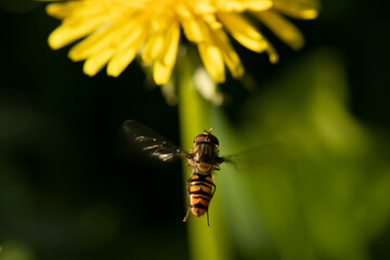 bee on a dandelion