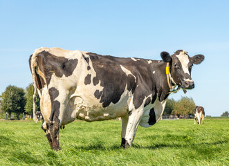 Mottled pied cow, standing on green grass in a pasture large mammary veins glands and a blue sky