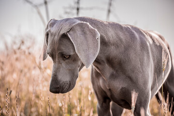 Ocala Weimaraner