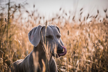 Ocala Weimaraner