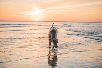 Ocala Weimaraner