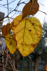 Fototapeta premium Beautiful and colorful background from autumn leaves