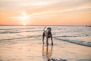 Ocala Weimaraner