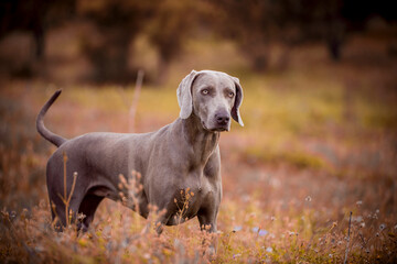 Ocala Weimaraner