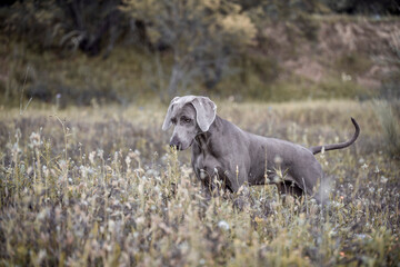Ocala Weimaraner