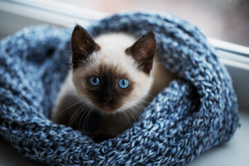 Cat inside window, kitty on windowsill. Shallow DOF