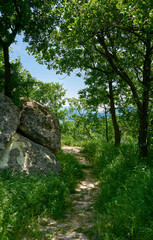 A path through sunlit forest