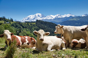 Fototapeta na wymiar Panorama Mont Blanc