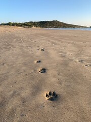 Dog footprints on the sand beach