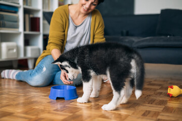 woman playing with her siberian husky puppy at home © cherryandbees
