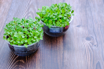 Young vegetables are grown in used plastic cups that are recycled.