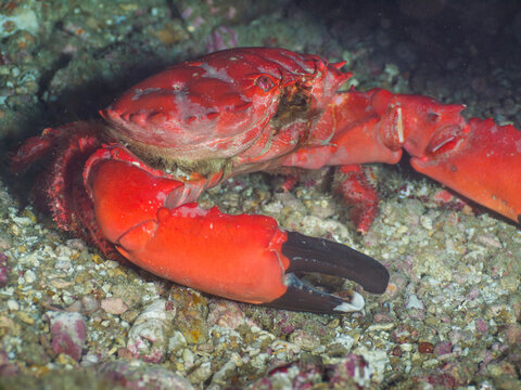 Splendid pebble crab on a gravel (Similan, Thailand)