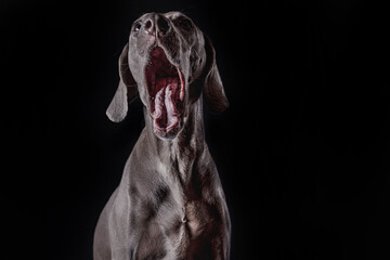 Ocala Weimaraner