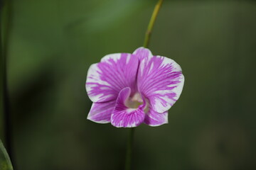 purple and white orchid flower