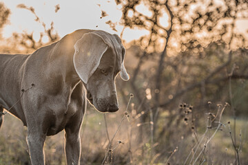 Ocala Weimaraner