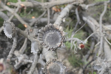 Pyrophyten in Südafrika, zahlreiche Protea sind Arten, die ihre Samen erst nach einem Feuer...