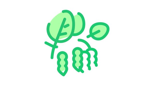 soy beans plant Icon Animation. color soy beans plant animated icon on white background