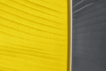 Backlit leaf of a banana tree in trendy yellow and grey colors. Natural textured abstract background. Color 2021 concept.