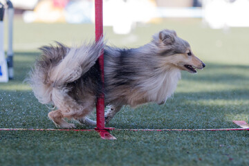Fast and crazy sable and white shetland sheepdog running agility slalom on outside competition...