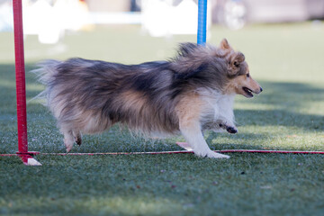 Fast and crazy sable and white shetland sheepdog running agility slalom on outside competition...