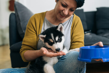 woman feeding her siberian husky puppy at home © cherryandbees