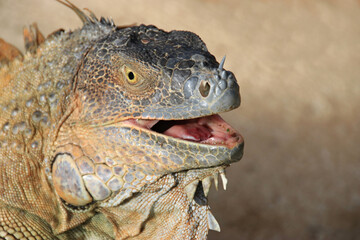 close up of the head of a brown golden iguana in Costa Rica