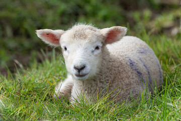 British lamb lying in lush green grass looking contentedly out towards the camera.