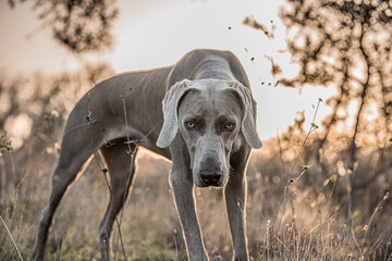 Ocala Weimaraner