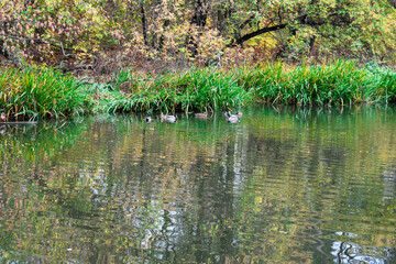 Beautiful view of the river in autumn with floating ducks