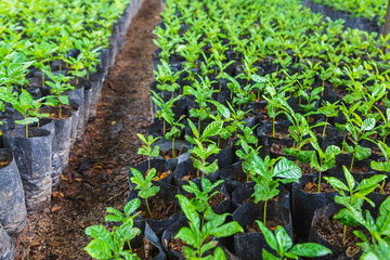 .Coffee seedlings in the nursery