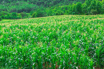 green corn field in agricultural garden
