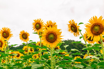 .Sunflower field and sunflower background