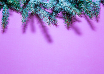 Fir branches on a pink background Christmas card Place for text layout.
