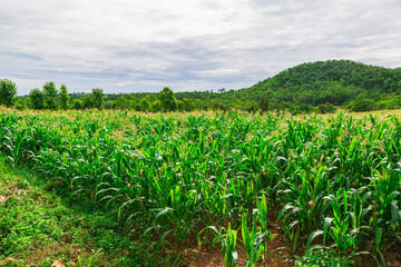 green corn field in agricultural garden