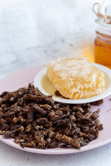 Tuberculosis. folk remedy for treatment of tuberculosis a mole cricket mixed with honey.