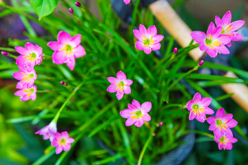 beautiful pink rain lily flower
