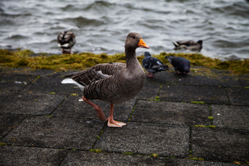country goose branta canadensis