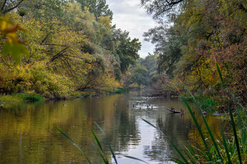 Beautiful view of the river in autumn with floating ducks
