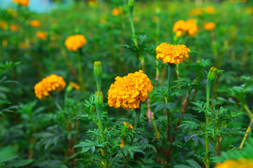 .Marigold fields in the morning