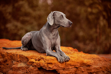 Ocala Weimaraner