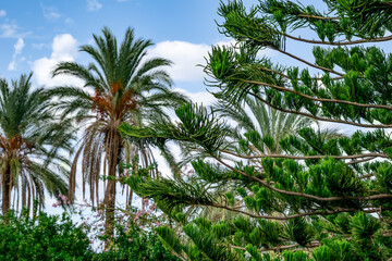 Obraz na płótnie Canvas Forest or park thicket with tropical exotic plants. Decorative branches of a large coniferous plant Norfolk Island pine on a blurred background of date palms. Natural botanical background outdoors
