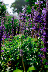 flowers in the garden