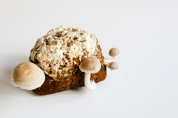 Shiitake Mushrooms on mycelium block. Traditional asian mushroom. Healthy organic medicinal food. Home growing. Studio shot on white background.