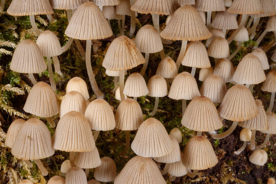 Fairies' bonnets (Fairy inkcap) fungi (Coprinellus disseminatus) clump on a rotting tree trunk, Gloucestershire, England