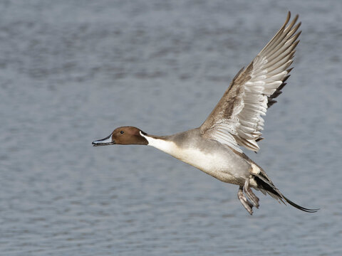 Northern pintail (Anas acuta) drake in flight over a marshland pool, Gloucestershire, England